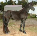 Purebred Friesian-Stallion-Black
